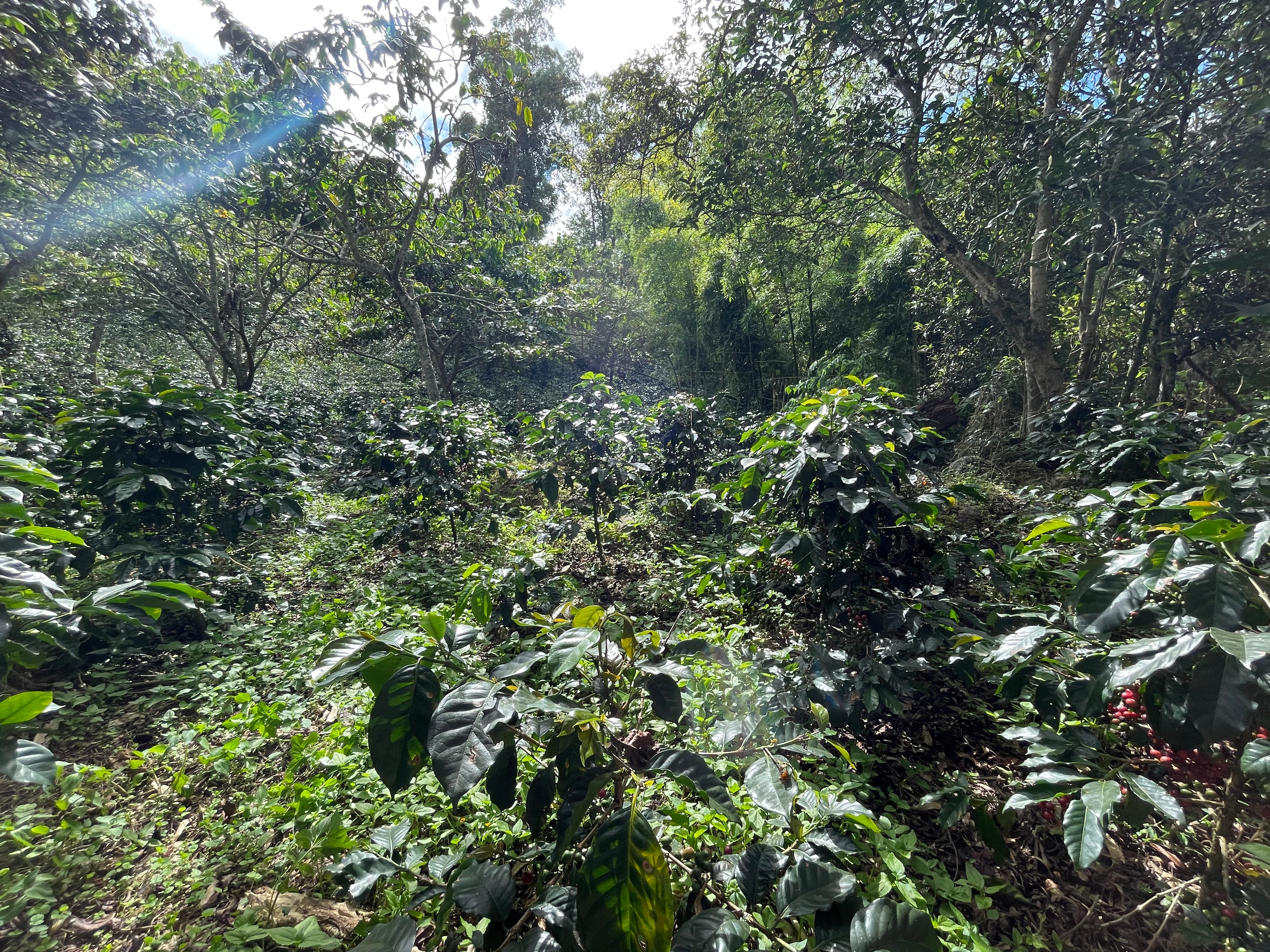 Coffee field named "la vega" close to Juan Pablos Finca.