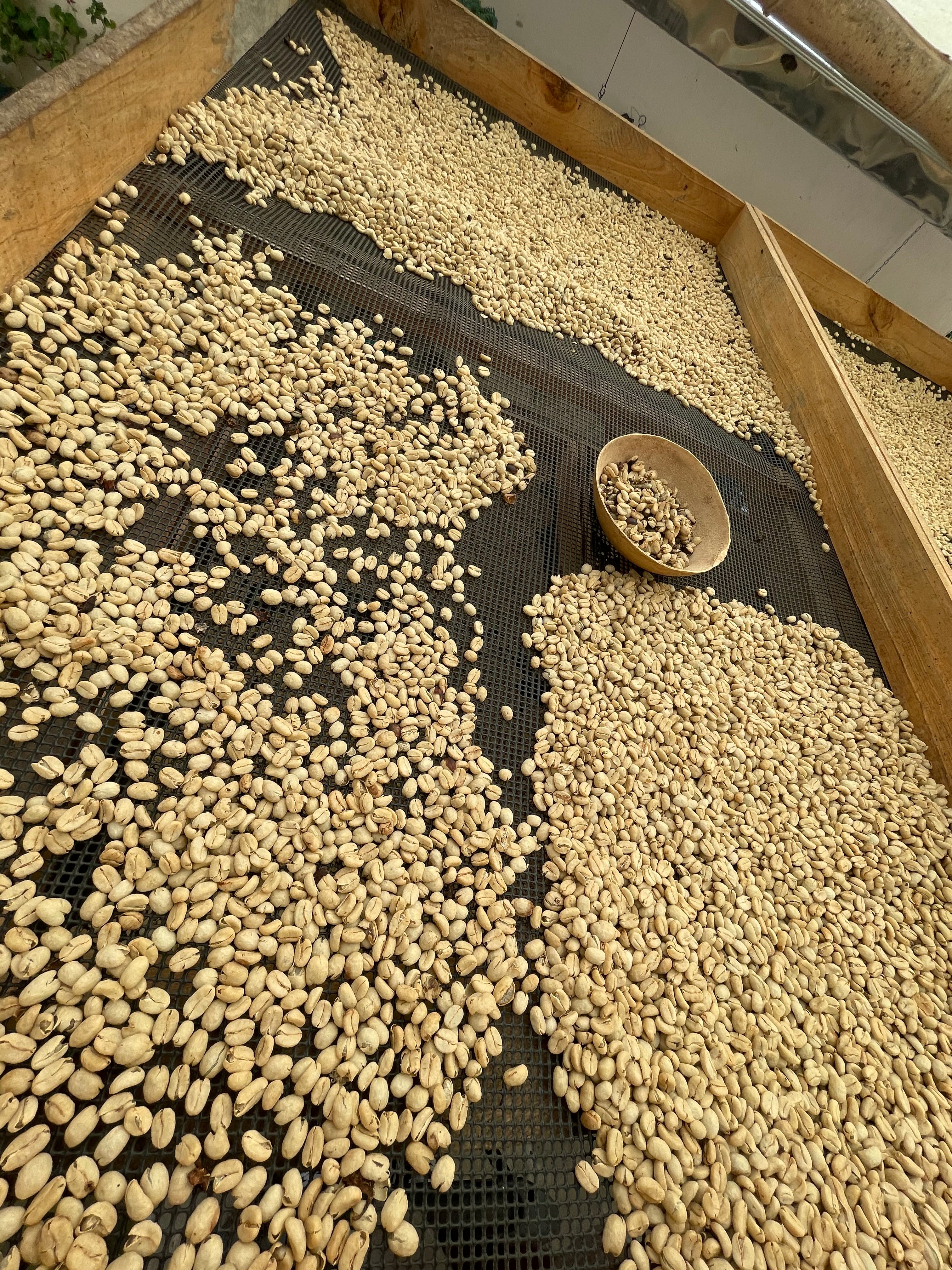 André separating damaged coffee beans during the drying process at Juan Pablo's farm. After a while, the coffee beans looked like peanuts to me