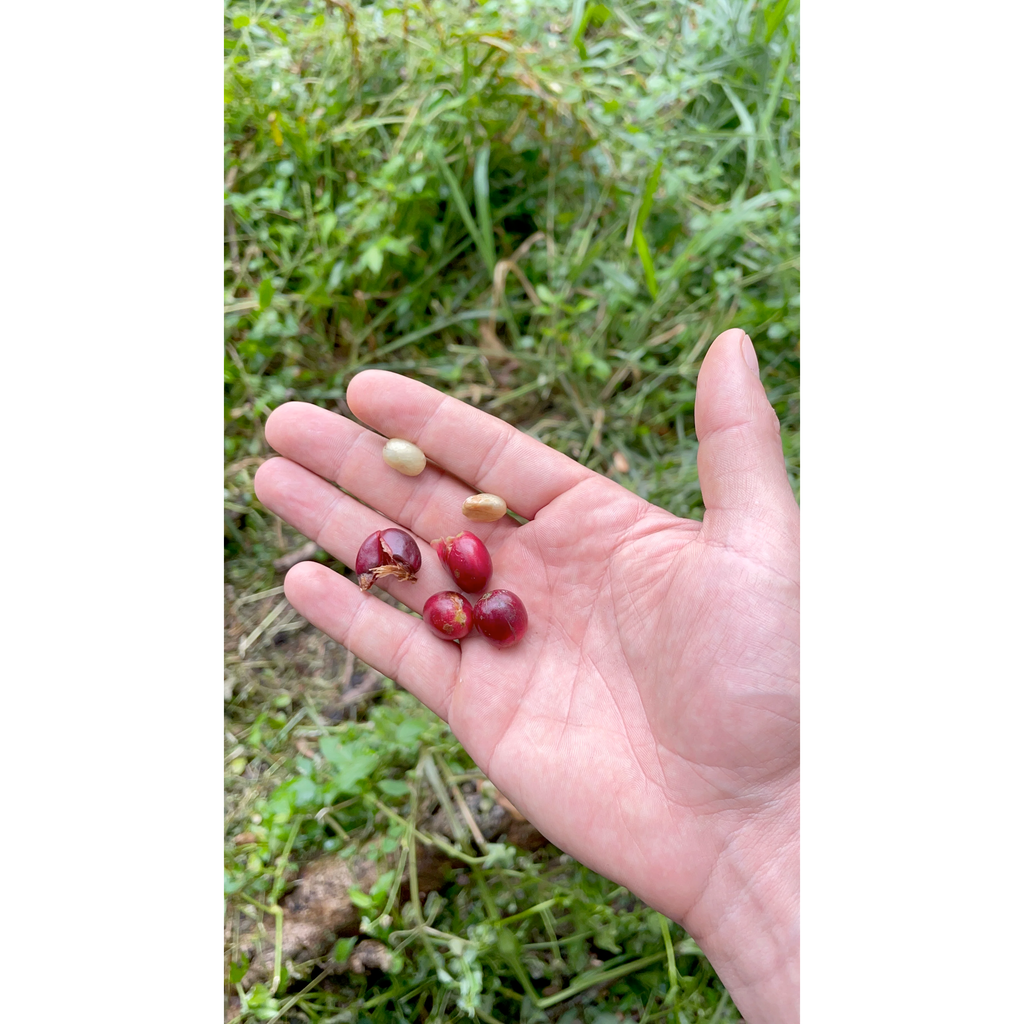 (Walking through the coffee fields, you taste the sweetness of the coffee beans. In Santander, Colombia. Two green coffee beans inside a coffee cherry).