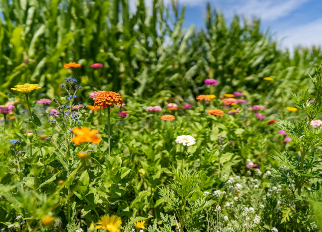 Clear Ribbons - Gavi Border – tecniflora