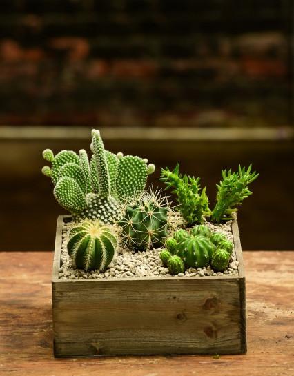 cacti wooden box terranium