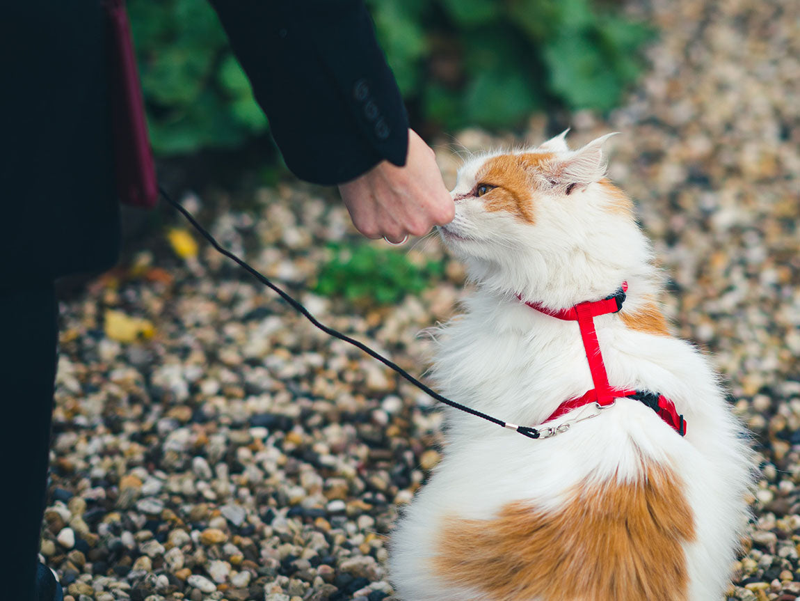 Catwalk with Catitude