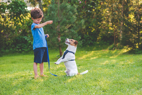 young boy in shorts and t shirt teaching a dog tricks, dog sat on hind legs