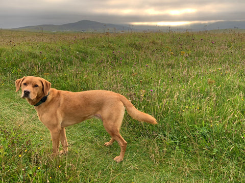 brown dog in a field in the scottish highlands