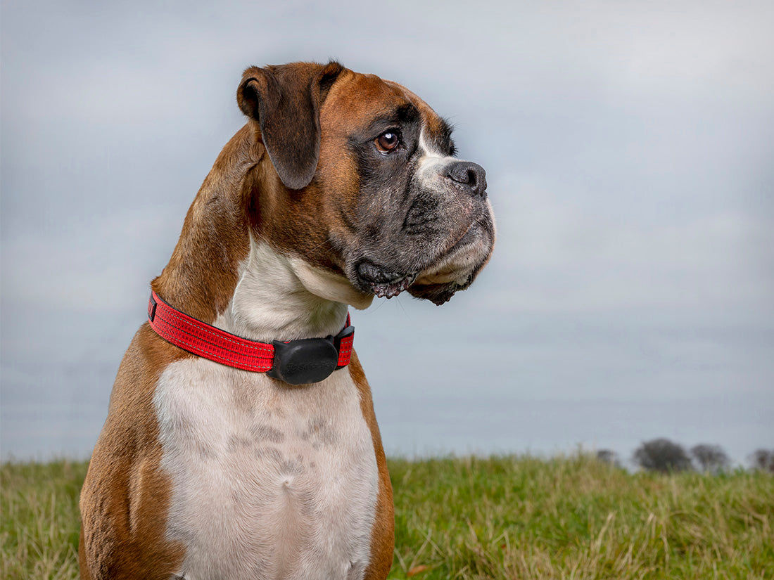 GPS vs Bluetooth Trackers: What's Best For Pets?