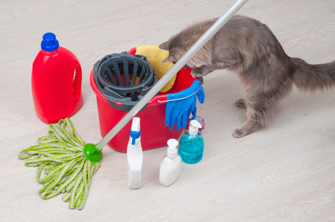 a cat peering into a bucket, surrounded by cleaning products
