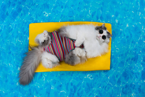 white and grey fluffy cat floating on a lilo wearing a swimsuit and sunglasses