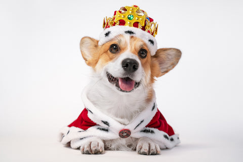 a corgi wearing a crown and a royal cape