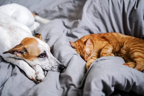 dog and cat laying on a blue duvet