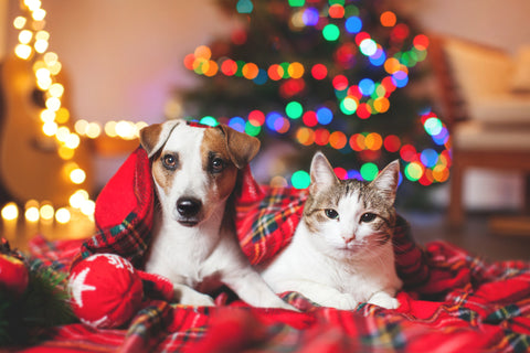 jack russell dog and white cat sat on and under a red tartan blanket. There is a christmas tree blurred out in the background