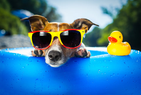 dog wearing sunglasses in a paddling pool with its head over the side and a rubber duck