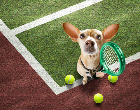 a small dog on a tennis court, holding a tennis racket and few balls around him
