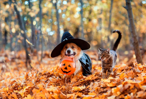 dog and cat walking through a forest with leaves all over the ground. Dog has pumpkin tub in his mouth and wearing witches outfit