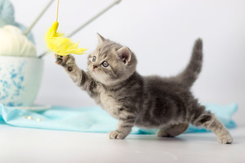 tabby kitten playing with a yellow floating toy