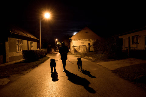 person walking 2 dogs in the dark with street lights and houses to each side