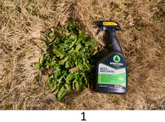 Mirimichi Green Organic Weed Control 1