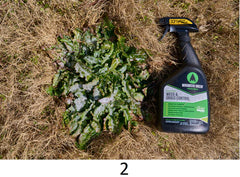 Mirimichi Green Organic Weed Control 2