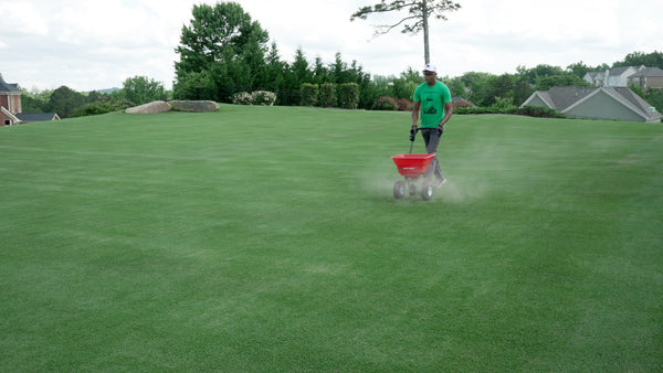 Applying fertilizer to lawn