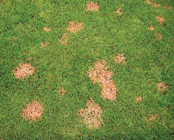 Bright red spots and patches of red thread in perennial ryegrass
