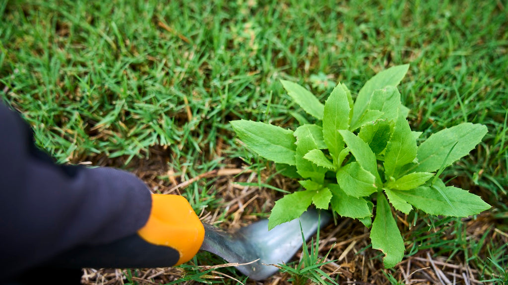 Characteristics of Broadleaf Weeds