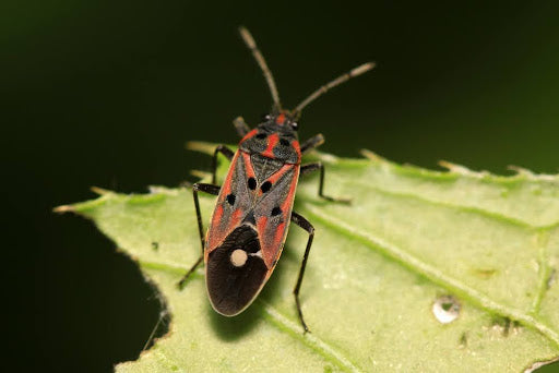 close up of a chinch bug on a leaf
