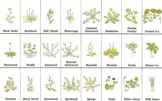 Common Types of Broadleaf Weeds
