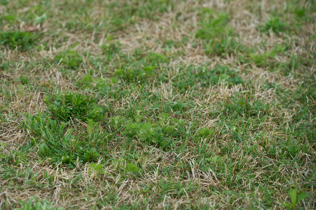 How to Get Rid of Stubborn Weeds in Your Grass