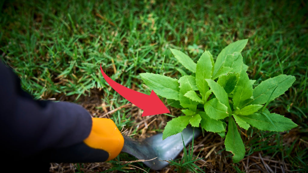 Manual Weed Removal Techniques