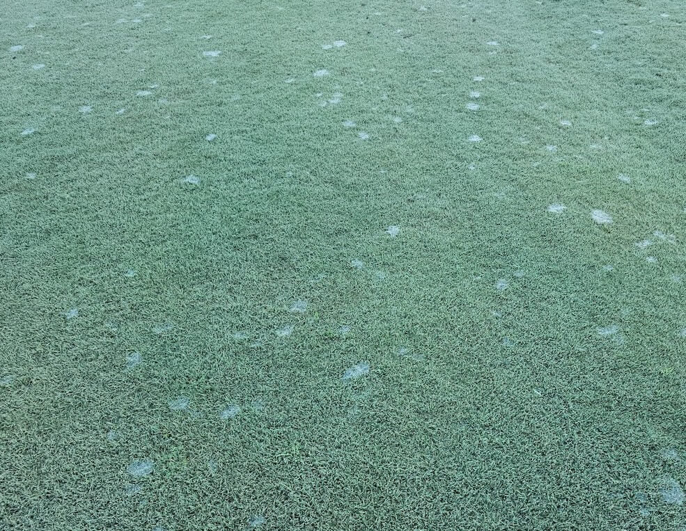 dollar spot webs all over lawn