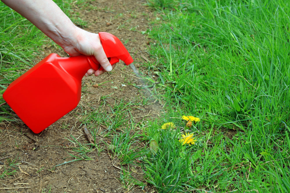 Effective Weed Killers for Dandelion Control