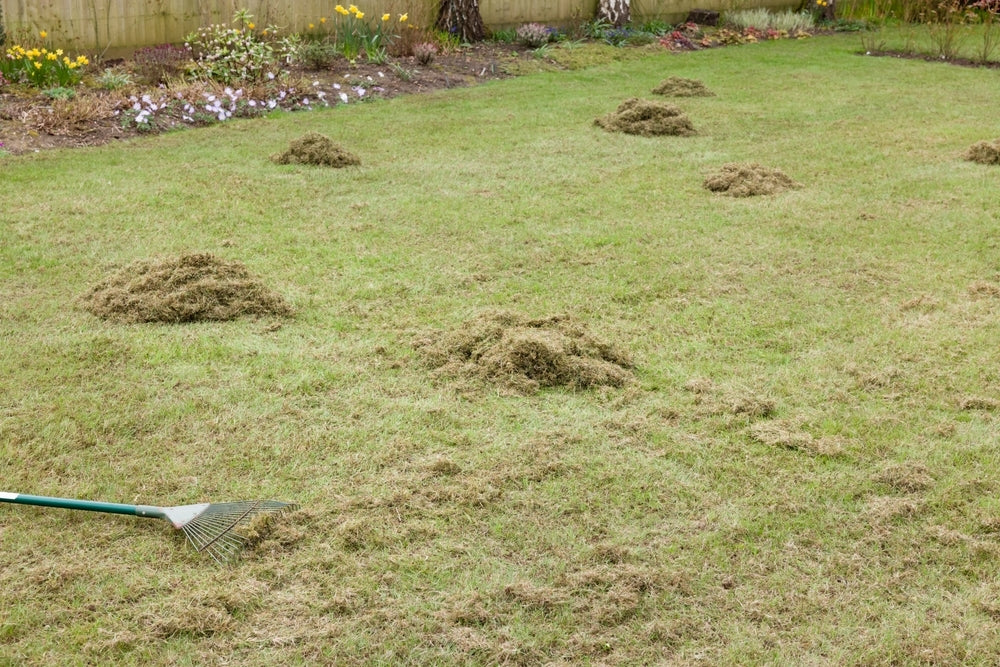 Raking lawn to remove moss from grass after scarifying in a garden