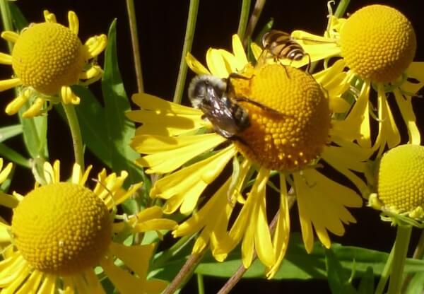 Sneezeweed (Helenium)