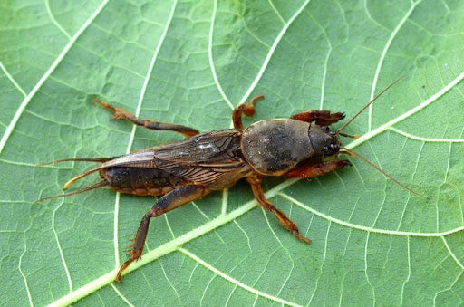 closeup of a Mole Cricket on a leaf
