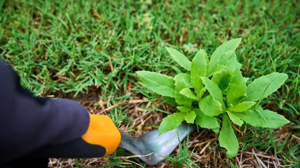 Manual Weed Pullers