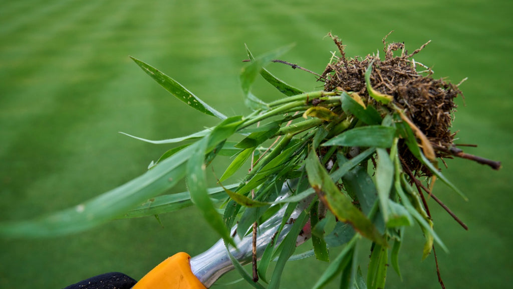 The Hot Bed Weeder