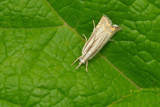 Topiary Grass-Veneer Moth on a leaf