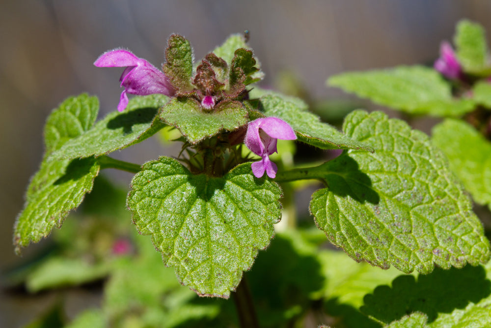 henbit plant characteristics