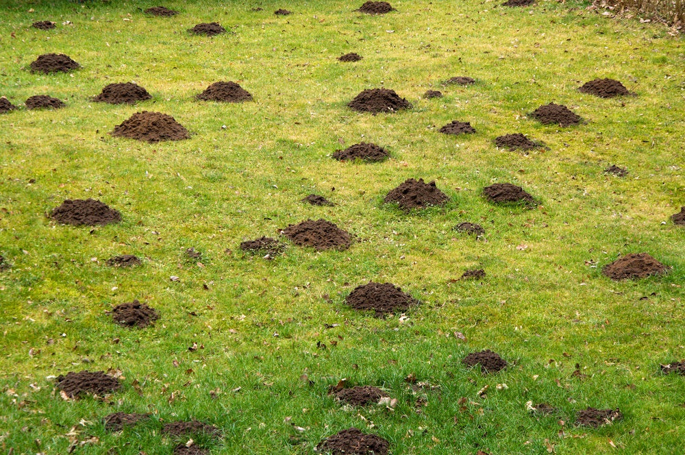 moles digging up lawn