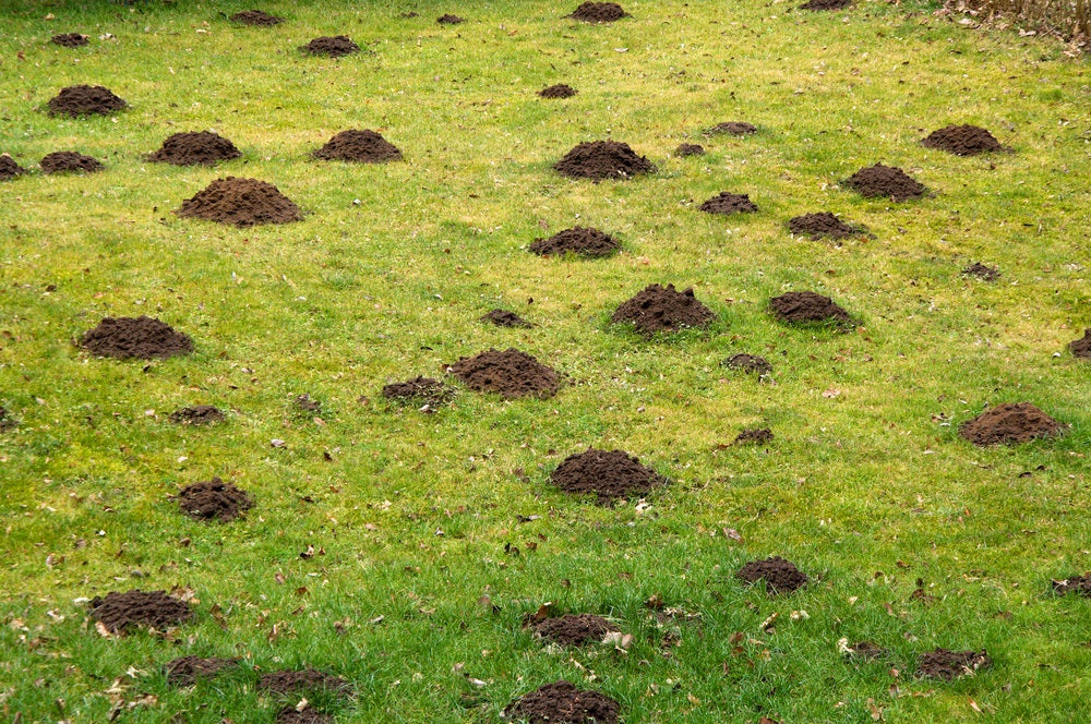 mole damage on lawn