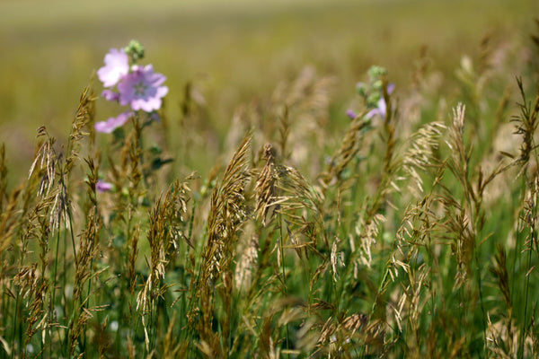 Smooth brome (Bromus inermis) is a species of the true grass family (Poaceae). This rhizomatous grass is native to Europe.