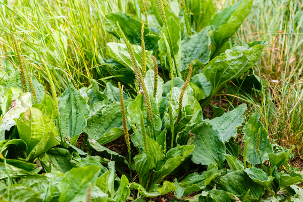 Plantain flowering plant with green leaf. Plantago major leaves and flowers (broadleaf plantain, white man's foot or greater plantain)