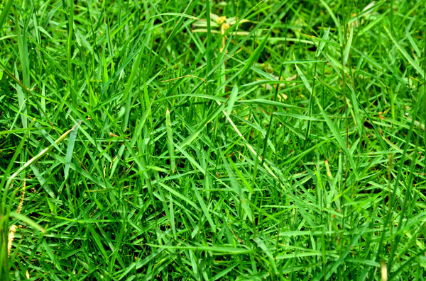 Couch grass is a common and invasive garden weed. It is a perennial grass which rapidly spreads by rhizomes (underground stems).