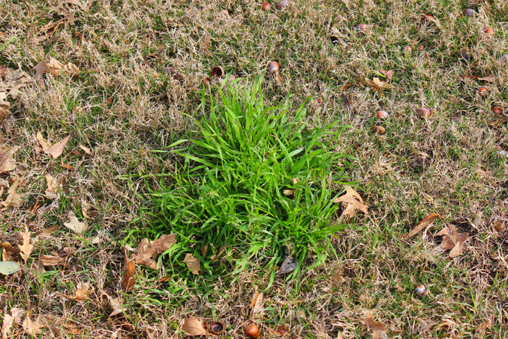 How to Kill Poa Annua without Killing Grass