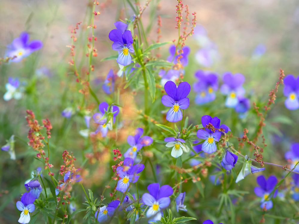 Wild Pansies/Violets