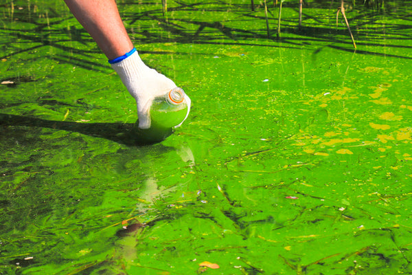 Global pollution of the environment and water bodies. A man collects green water in a bottle for analysis. Water bloom, reproduction of phytoplankton, algae in the lake, river, poor ecology