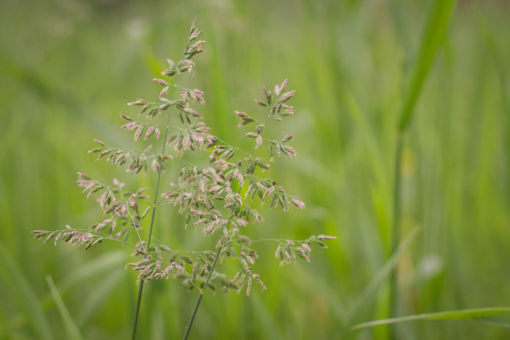 Characteristics of Annual Bluegrass