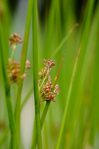 Slender rush - Latin name - Juncus tenuis