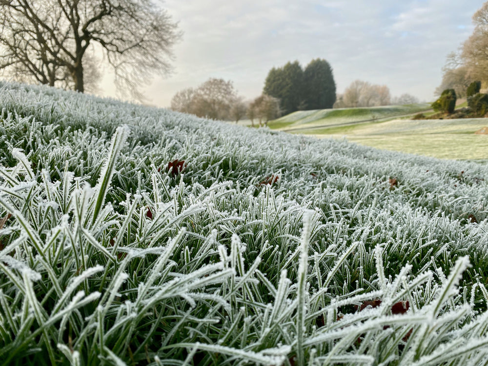 Winter Lawn Care