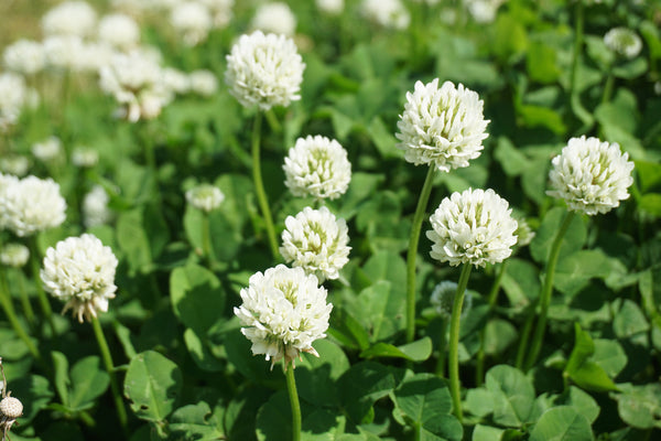 White clover blooming in spring in Japan