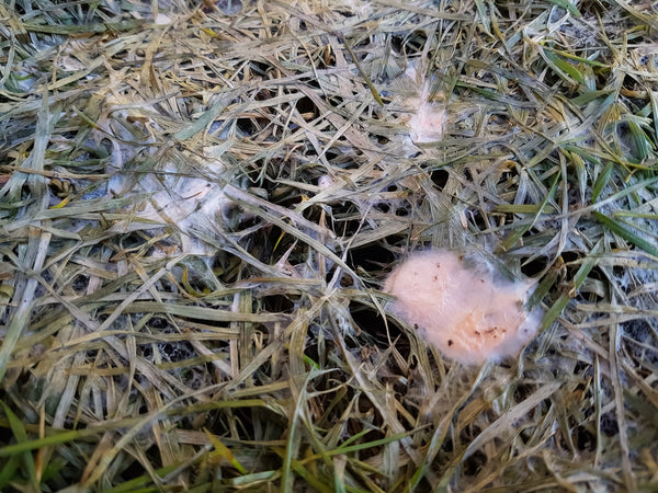 Pink Snow Mold